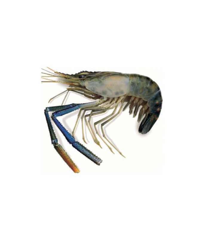 KING PRAWN